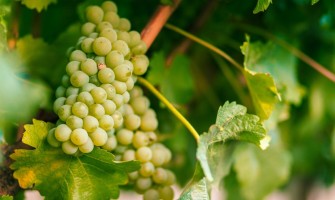 Soiul Assyrtiko